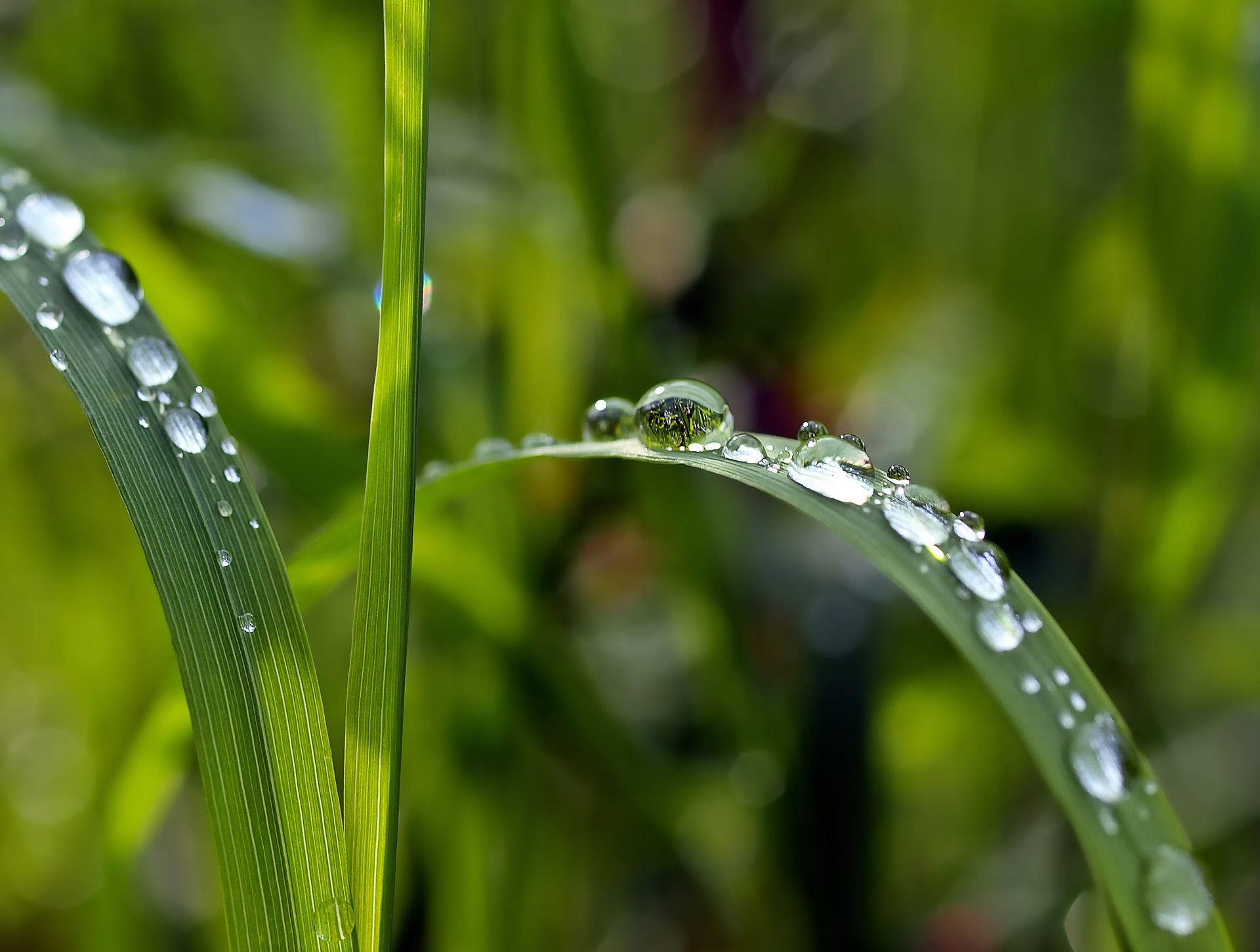 by agriculture, be for  human has roots in his land