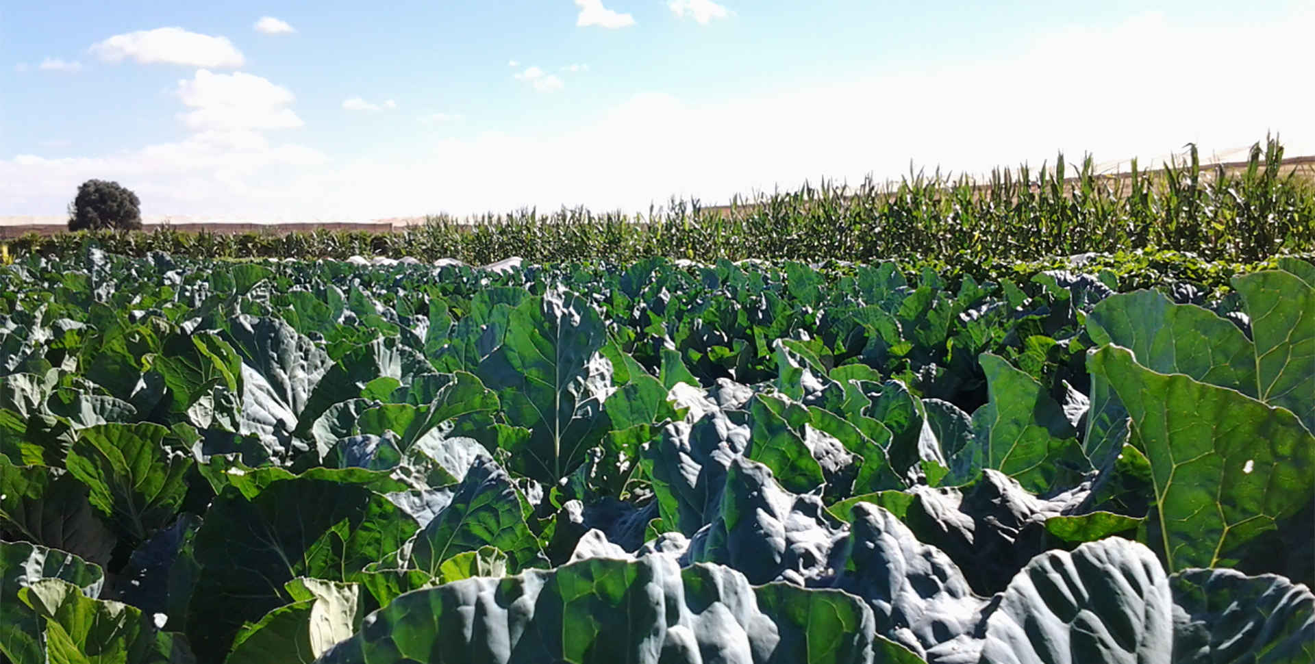 by agriculture, be for  human has roots in his land
