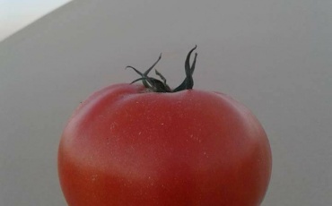 tomate tomate