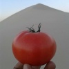 tomate