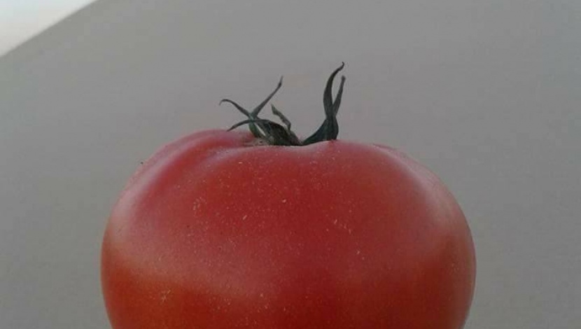 tomate